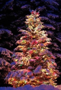 Featured image of post Happy Christmas Images Natural - ✓ free for commercial use ✓ high quality images.