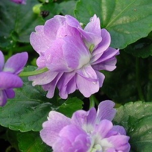 Parma violets - duchess ...large